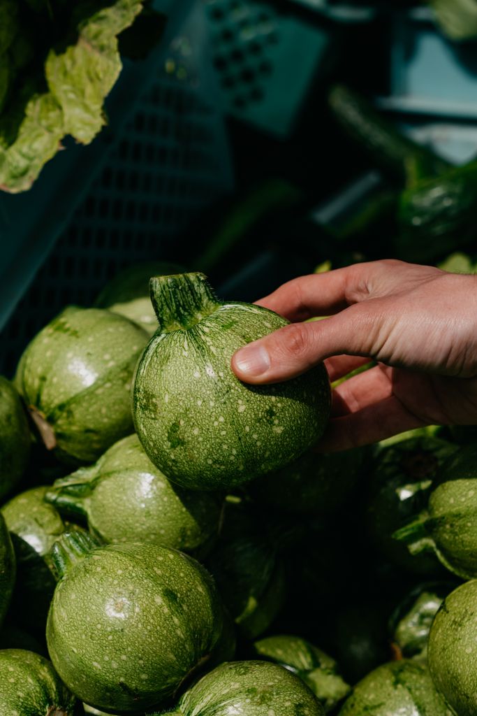 A hand holding a round green zucchini among fresh produce at an outdoor market.