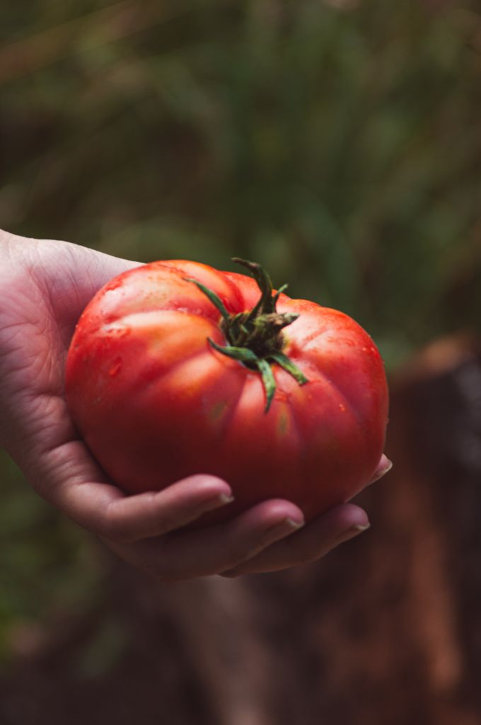 Close-up of a hand holding a ripe, red heirloom tomato in a garden setting.