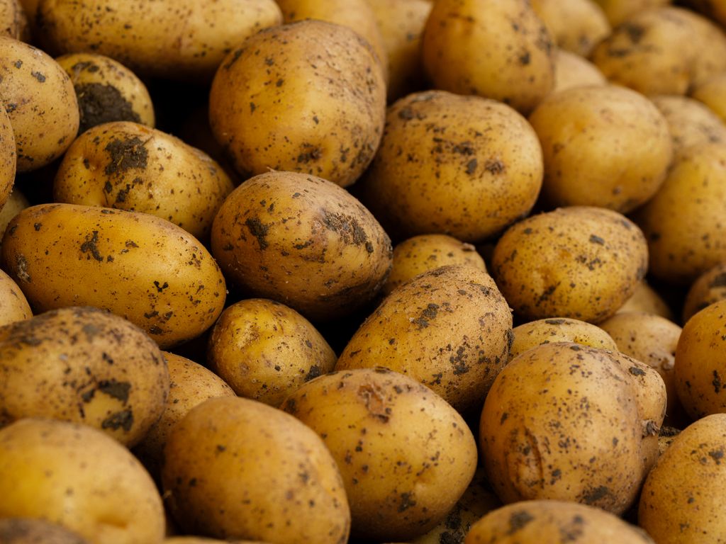 A close-up shot of freshly harvested organic potatoes covered with soil.