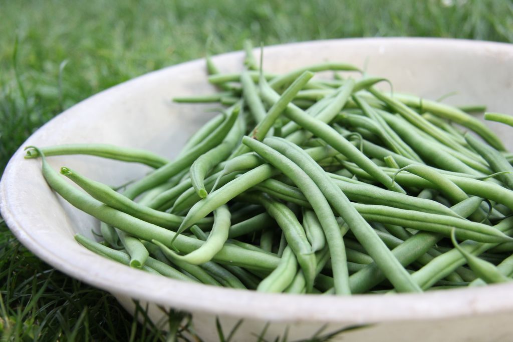 Close-up of fresh green beans in a white bowl placed on grass, captured outdoors.