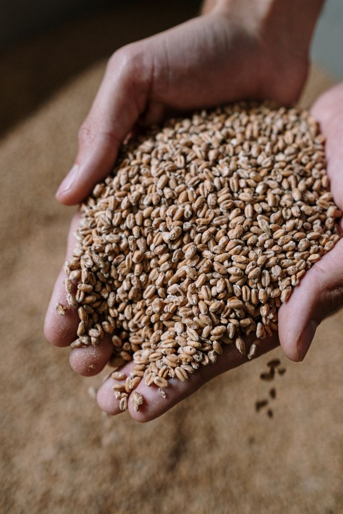 Close-up of hands holding dried grains, essential for brewing beer.