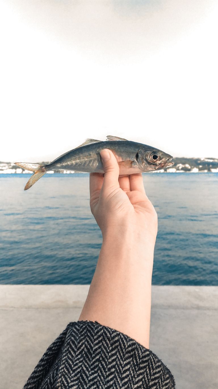 Crop unrecognizable person demonstrating raw fish on embankment near ocean under sky in daylight